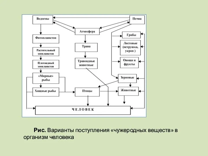 Рис. Варианты поступления «чужеродных веществ» в организм человека