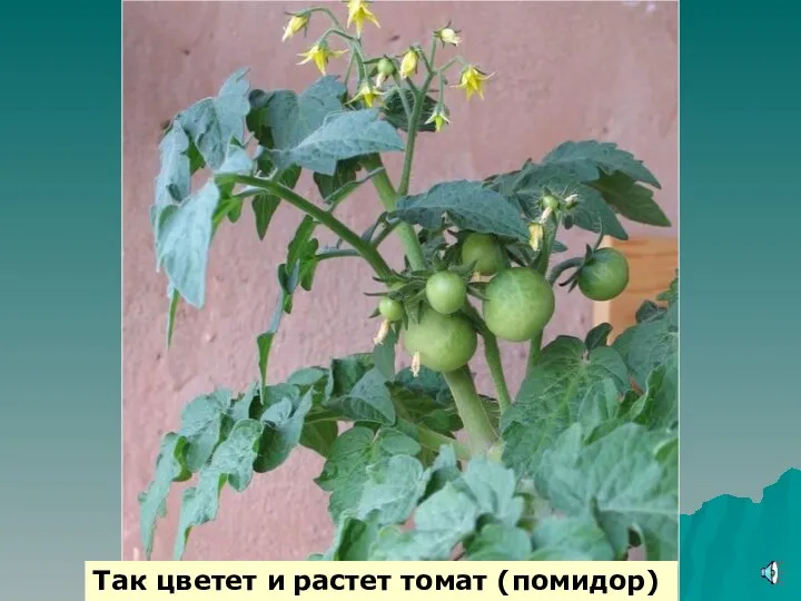 Так цветет и растет томат (помидор)