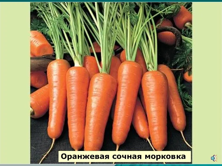 Оранжевая сочная морковка