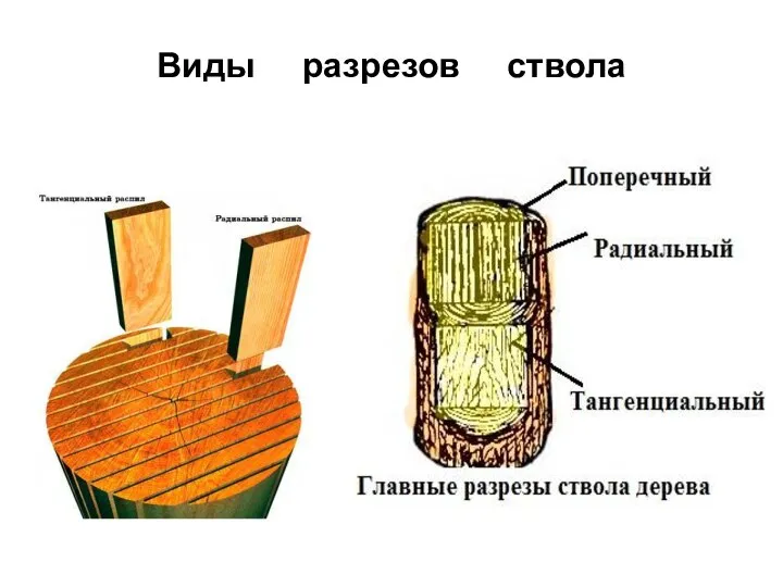 Виды разрезов ствола