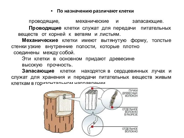 По назначению различают клетки проводящие, механические и запасающие. Проводящие клетки служат