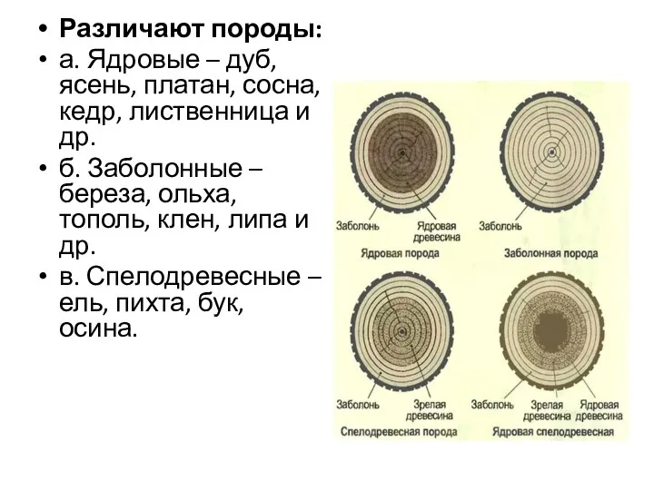 Различают породы: а. Ядровые – дуб, ясень, платан, сосна, кедр, лиственница