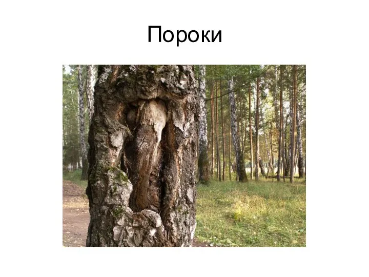 Пороки