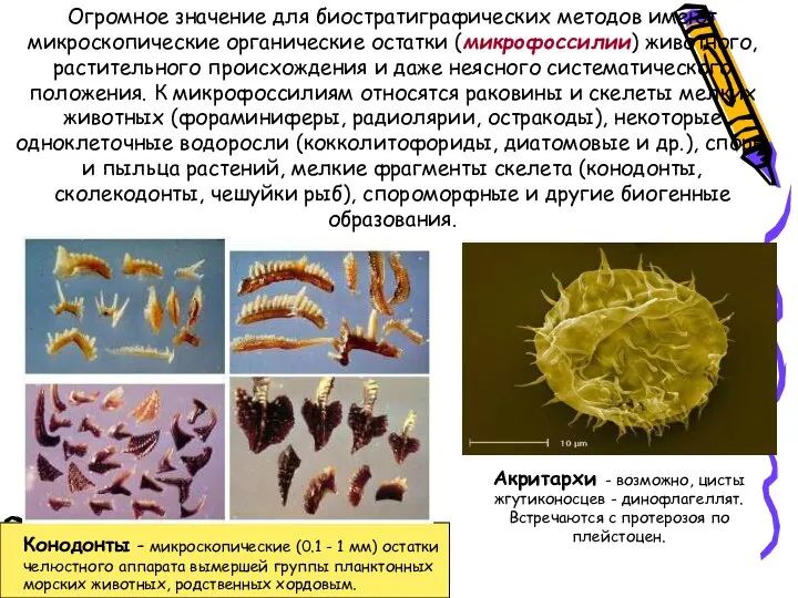 Огромное значение для биостратиграфических методов имеют микроскопические органические остатки (микрофоссилии) животного,