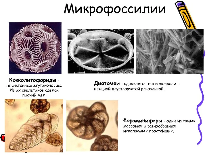 Кокколитофориды - планктонные жгутиконосцы. Из их скелетиков сделан писчий мел. Диатомеи