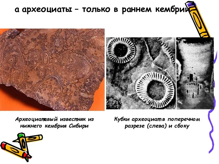 Археоциатавый известняк из нижнего кембрия Сибири Кубки археоциат в поперечном разрезе