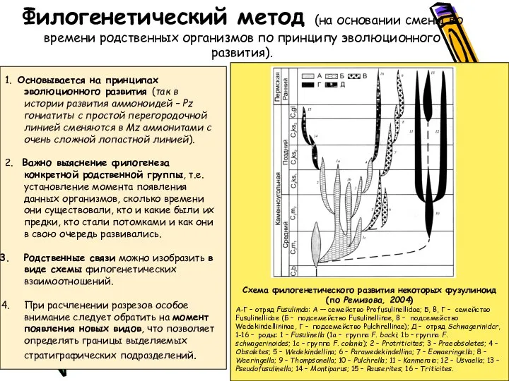 1. Основывается на принципах эволюционного развития (так в истории развития аммоноидей