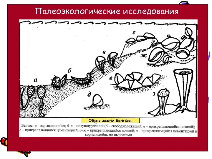 Образ жизни бентоса Палеоэкологические исследования