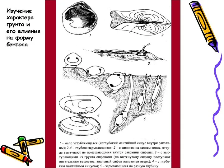 Изучение характера грунта и его влияния на форму бентоса