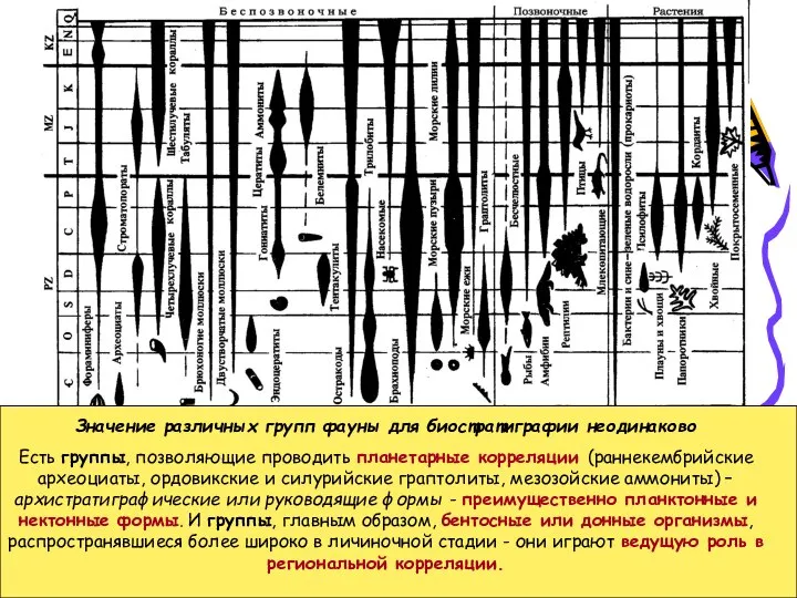 Значение различных групп фауны для биостратиграфии неодинаково Есть группы, позволяющие проводить