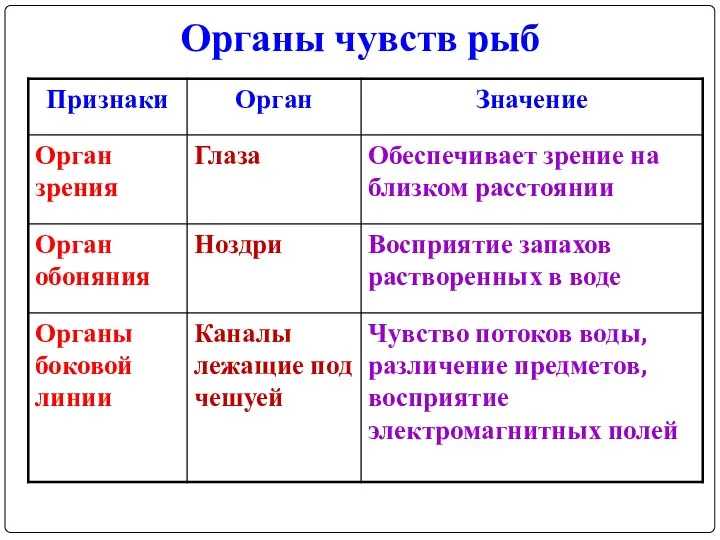 Органы чувств рыб