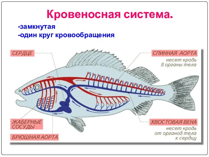 Кровеносная система. замкнутая один круг кровообращения