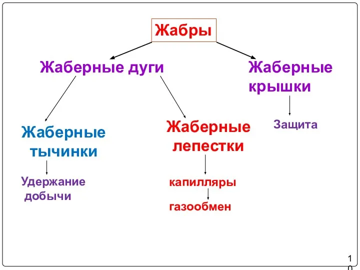 Жабры Жаберные дуги Жаберные тычинки Жаберные лепестки капилляры газообмен Удержание добычи Жаберные крышки Защита 10