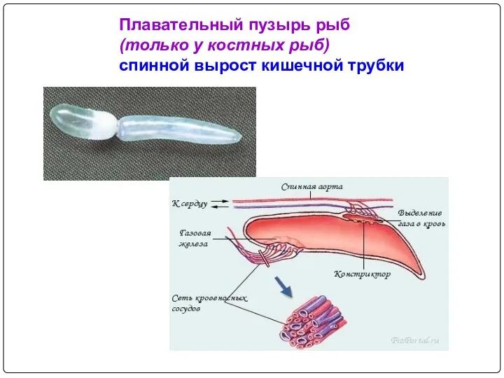 Плавательный пузырь рыб (только у костных рыб) спинной вырост кишечной трубки