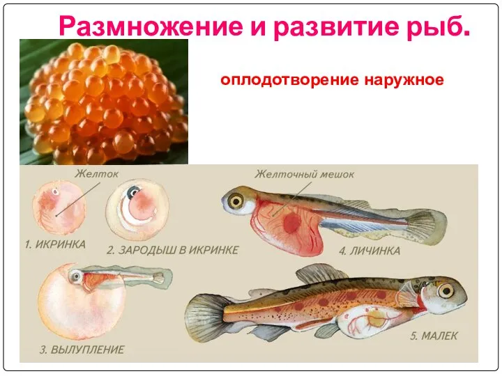 Размножение и развитие рыб. оплодотворение наружное