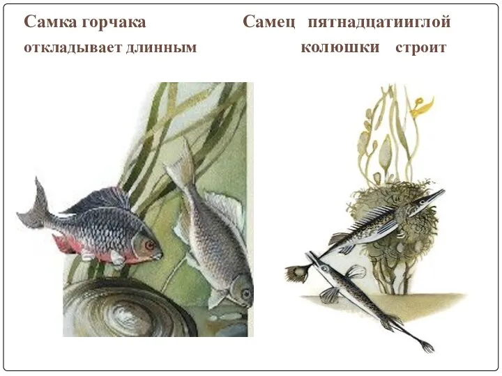 Самка горчака Самец пятнадцатииглой откладывает длинным колюшки строит яйцекладом икру в