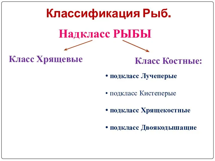 Классификация Рыб. Надкласс РЫБЫ Класс Хрящевые Класс Костные: подкласс Лучеперые подкласс Кистеперые подкласс Хрящекостные подкласс Двоякодышащие