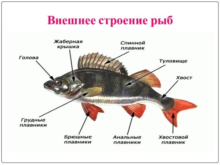 Внешнее строение рыб