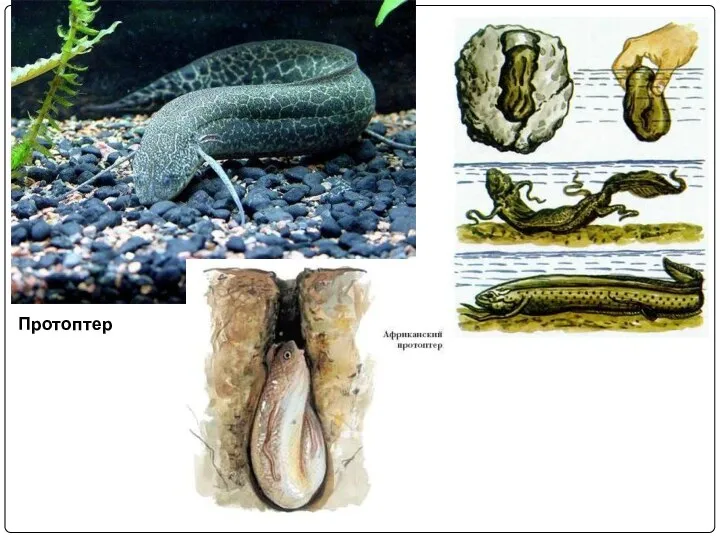 Подкласс Двоякодышащие рыбы. Протоптер