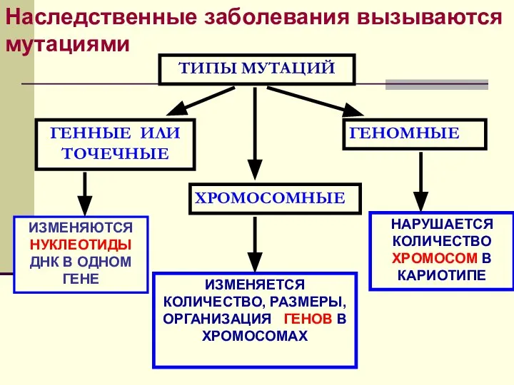 ТИПЫ МУТАЦИЙ ГЕННЫЕ ИЛИ ТОЧЕЧНЫЕ ХРОМОСОМНЫЕ ГЕНОМНЫЕ ИЗМЕНЯЮТСЯ НУКЛЕОТИДЫ ДНК В