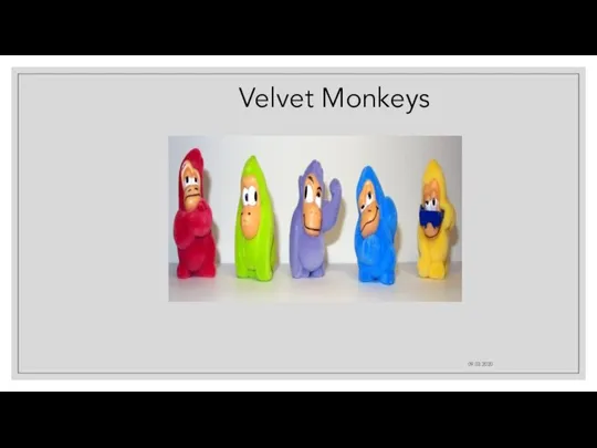 09.03.2020 Velvet Monkeys