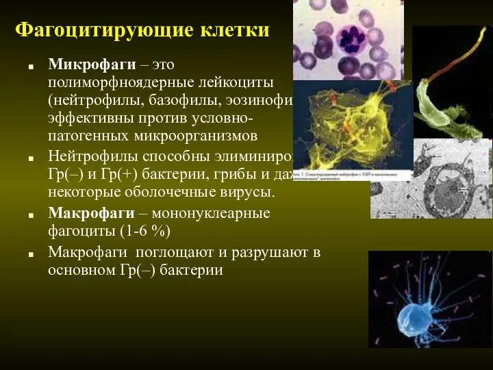 Фагоцитирующие клетки Микрофаги – это полиморфноядерные лейкоциты (нейтрофилы, базофилы, эозинофилы), эффективны