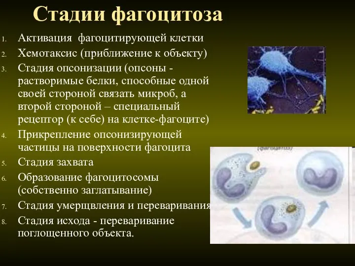 Стадии фагоцитоза Активация фагоцитирующей клетки Хемотаксис (приближение к объекту) Стадия опсонизации