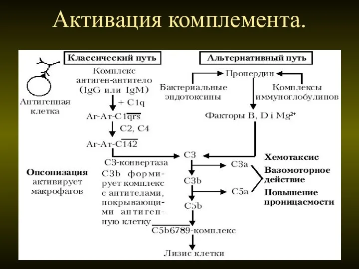 Активация комплемента.