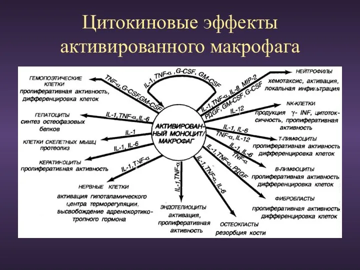 Цитокиновые эффекты активированного макрофага