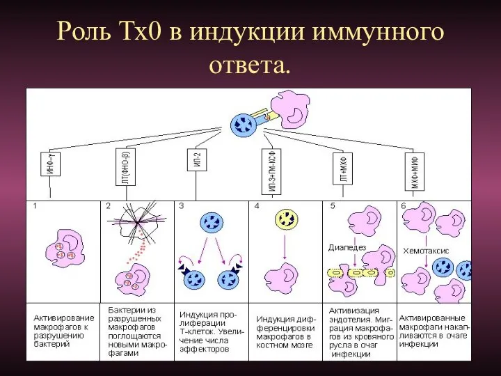 Роль Тх0 в индукции иммунного ответа.