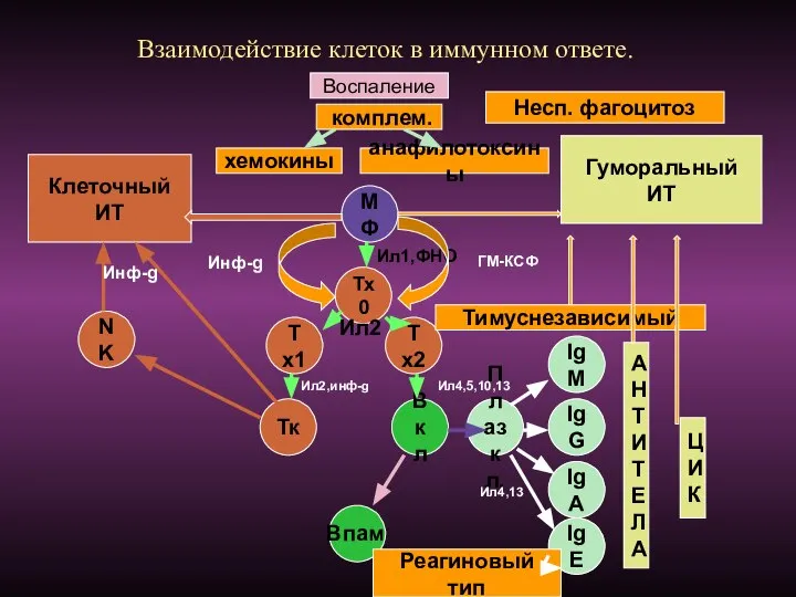 Взаимодействие клеток в иммунном ответе. Воспаление хемокины комплем. анафилотоксины Несп. фагоцитоз