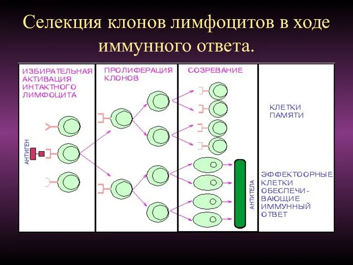 Селекция клонов лимфоцитов в ходе иммунного ответа.