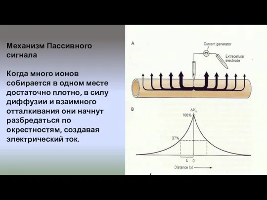 Механизм Пассивного сигнала Когда много ионов собирается в одном месте достаточно