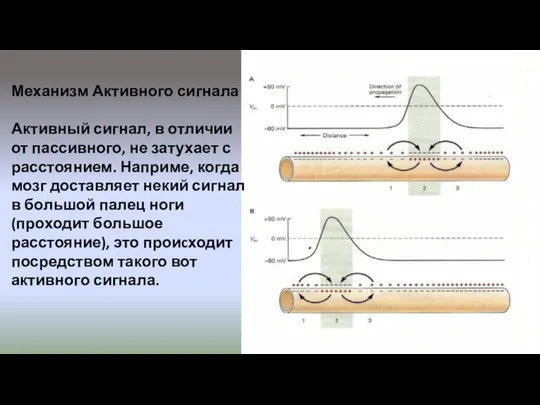 Механизм Активного сигнала Активный сигнал, в отличии от пассивного, не затухает