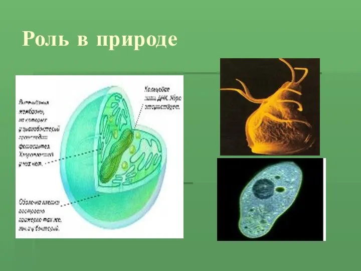 Роль в природе