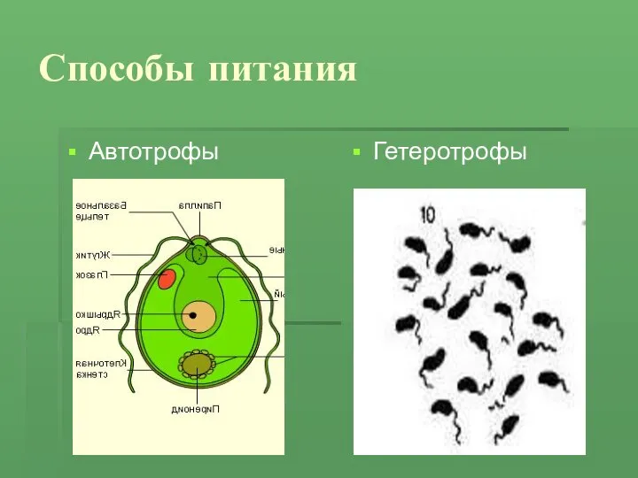 Способы питания Автотрофы Гетеротрофы