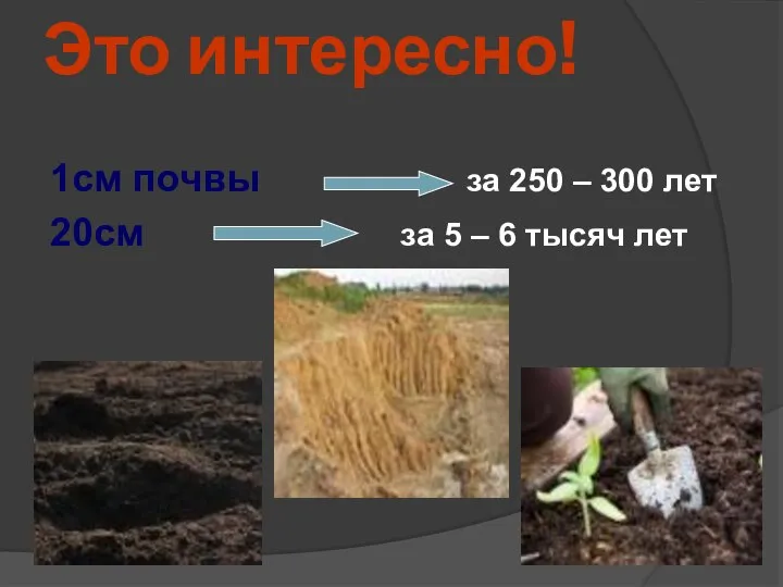 Это интересно! 1см почвы за 250 – 300 лет 20см за 5 – 6 тысяч лет