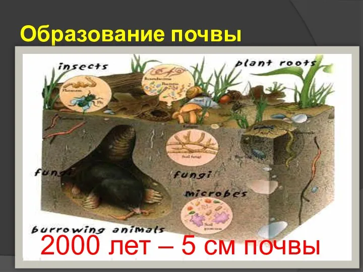 Образование почвы 2000 лет – 5 см почвы