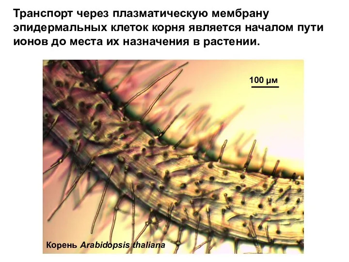 Транспорт через плазматическую мембрану эпидермальных клеток корня является началом пути ионов