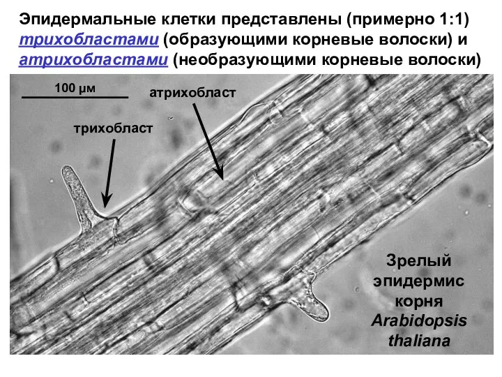 Эпидермальные клетки представлены (примерно 1:1) трихобластами (образующими корневые волоски) и атрихобластами