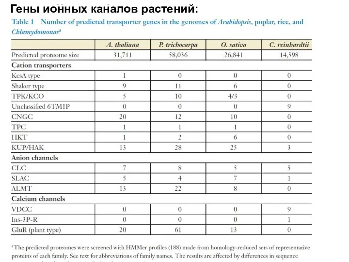 Гены ионных каналов растений: