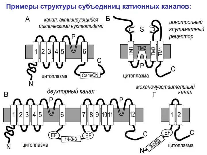 Примеры структуры субъединиц катионных каналов: