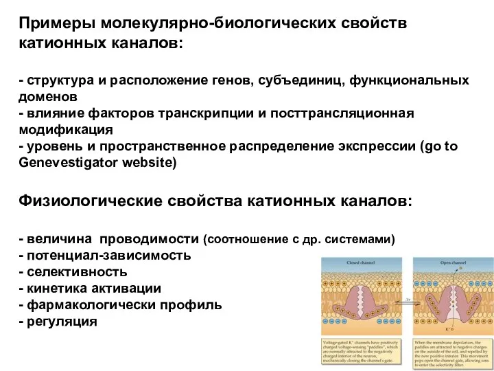 Примеры молекулярно-биологических свойств катионных каналов: - структура и расположение генов, субъединиц,