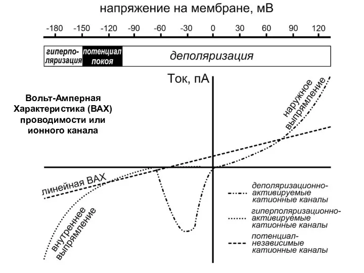 Вольт-Амперная Характеристика (ВАХ) проводимости или ионного канала