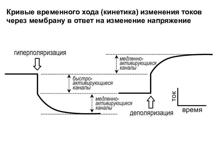 Кривые временного хода (кинетика) изменения токов через мембрану в ответ на изменение напряжение