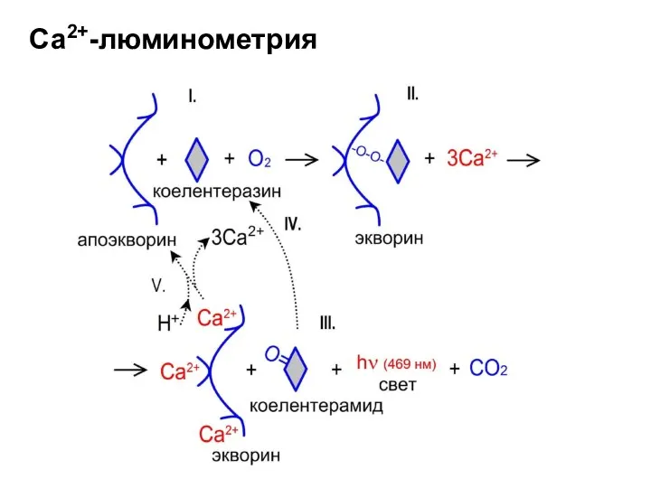 Са2+-люминометрия