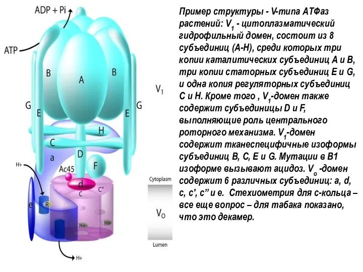 Пример структуры - V-типа АТФаз растений: V1 - цитоплазматический гидрофильный домен,