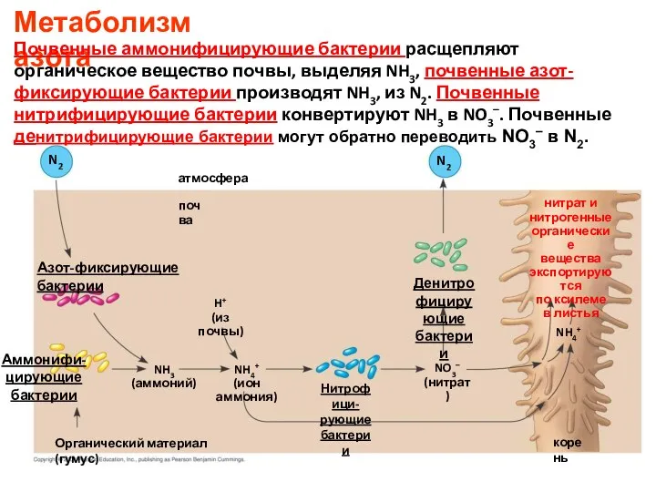 Азот-фиксирующие бактерии N2 Аммонифи- цирующие бактерии NH3 (аммоний) Органический материал (гумус)