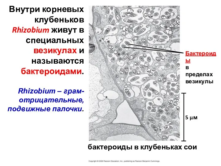 бактероиды в клубеньках сои 5 µм Бактероиды в пределах везикулы Внутри