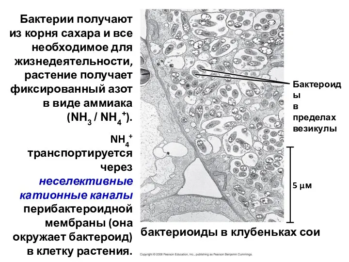бактериоиды в клубеньках сои 5 µм Бактероиды в пределах везикулы Бактерии